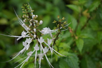 Close-up of white flowering plant