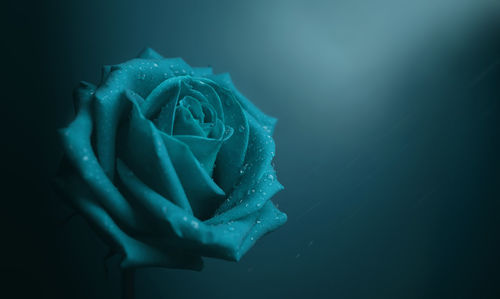 Close-up of blue rose in sea