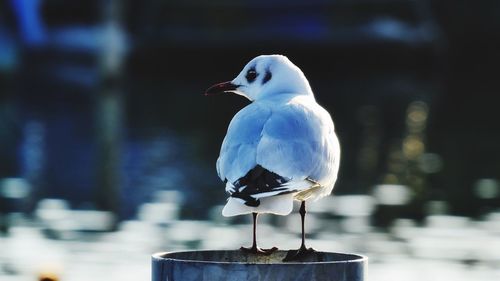 Close-up of bird perching outdoors