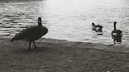 Birds in water