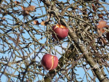 Low angle view of apples on tree against sky
