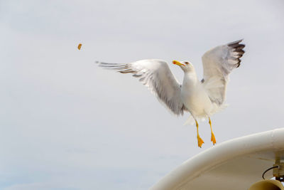 Seagulls flying in the sky