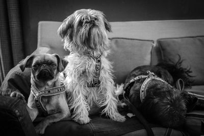 Three dogs sitting on couch