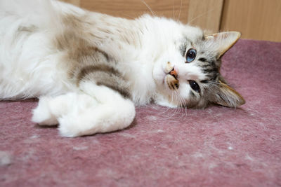 Portrait of white cat lying down on floor