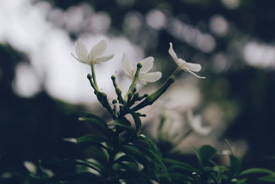 Close-up of flower blooming outdoors