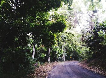 Road amidst trees in forest