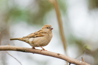 Close-up of bird perching on branch