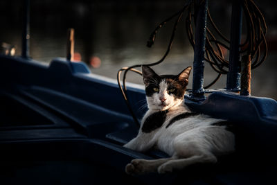 Cat sitting in a boat