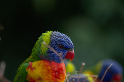 Close-up of parrot