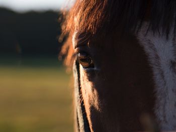 Cropped image of horse