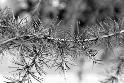 Close-up of plants against blurred background