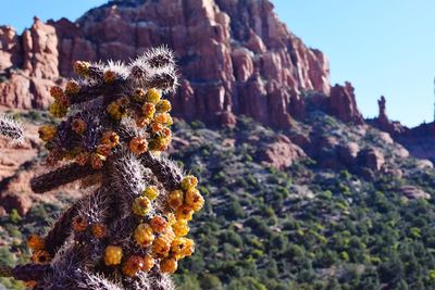 Plants growing on mountain