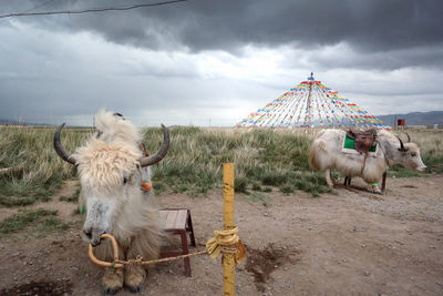 Yaks standing on field against cloudy sky