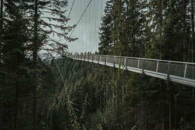 Footbridge by trees in forest