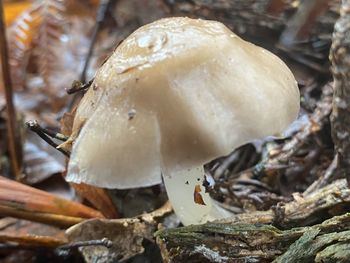 Close-up of mushroom growing on field