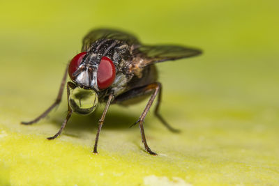 Close-up of housefly on floor 