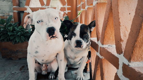 High angle portrait of dog by outdoors