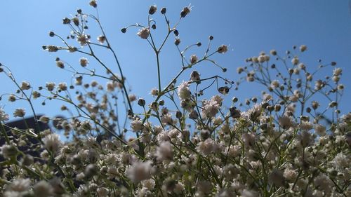 Low angle view of flowering plants against clear sky