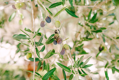 Close-up of berries on plant