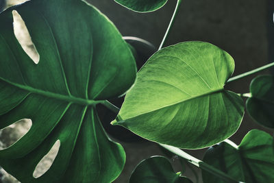 Close-up of green leaves of monstera