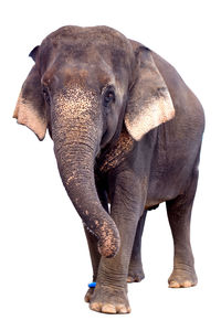 Close-up of elephant over white background