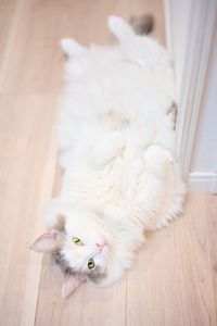 High angle view of white cat on hardwood floor