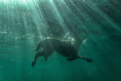 Low angle view of dog swimming in sea