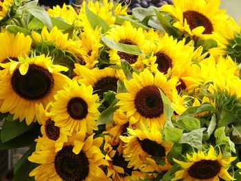 Close-up of yellow flowering plant