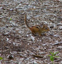 High angle view of squirrel on land