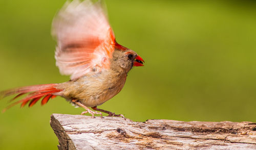 Close-up of bird perching on wood