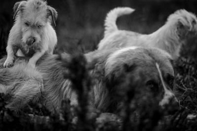Close-up portrait of dog