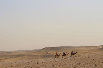 Tourists riding camels in desert