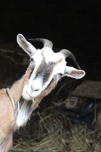 Close-up of animal head