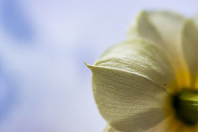 Close-up of yellow flower