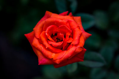 Close-up of red rose