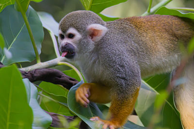 Close-up of monkey on tree