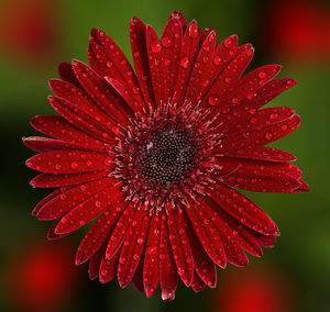 Close-up of wet red flower blooming outdoors