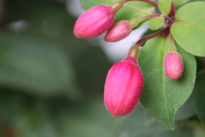 Close-up of pink flowering plant