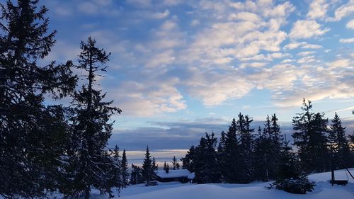 Trees on snow covered landscape against sky