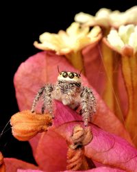 Close-up of spider on a ref flower