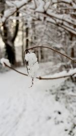 Close-up of frozen plant on snow covered tree