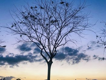 Low angle view of bare tree against sky