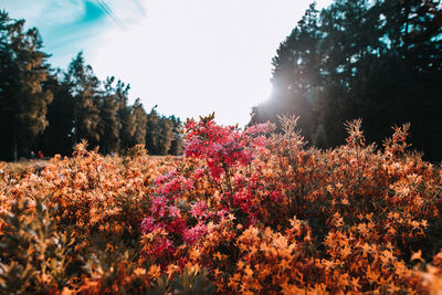 Flowering plants by trees against sky