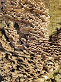 Close-up of tree trunk