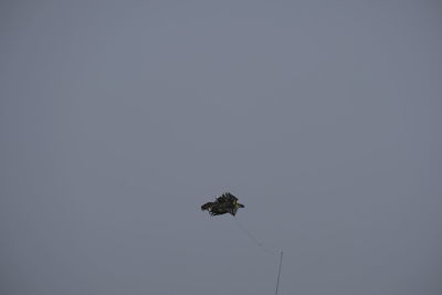 Low angle view of insect on flower against sky