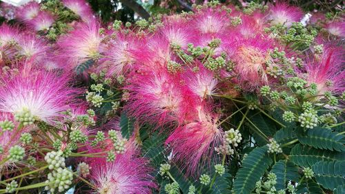 Pink flowers growing on tree