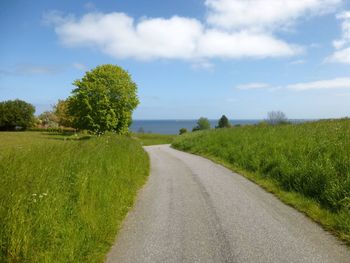 Country road along trees