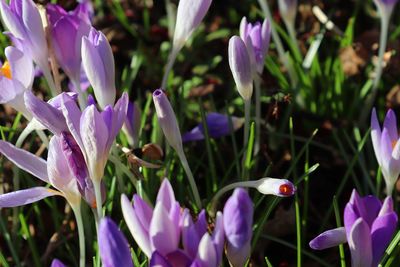 Close-up of purple crocus flowers on field