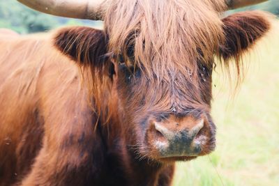 Close-up of a beef