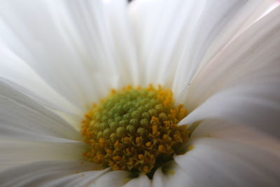 Close-up of fresh white flower